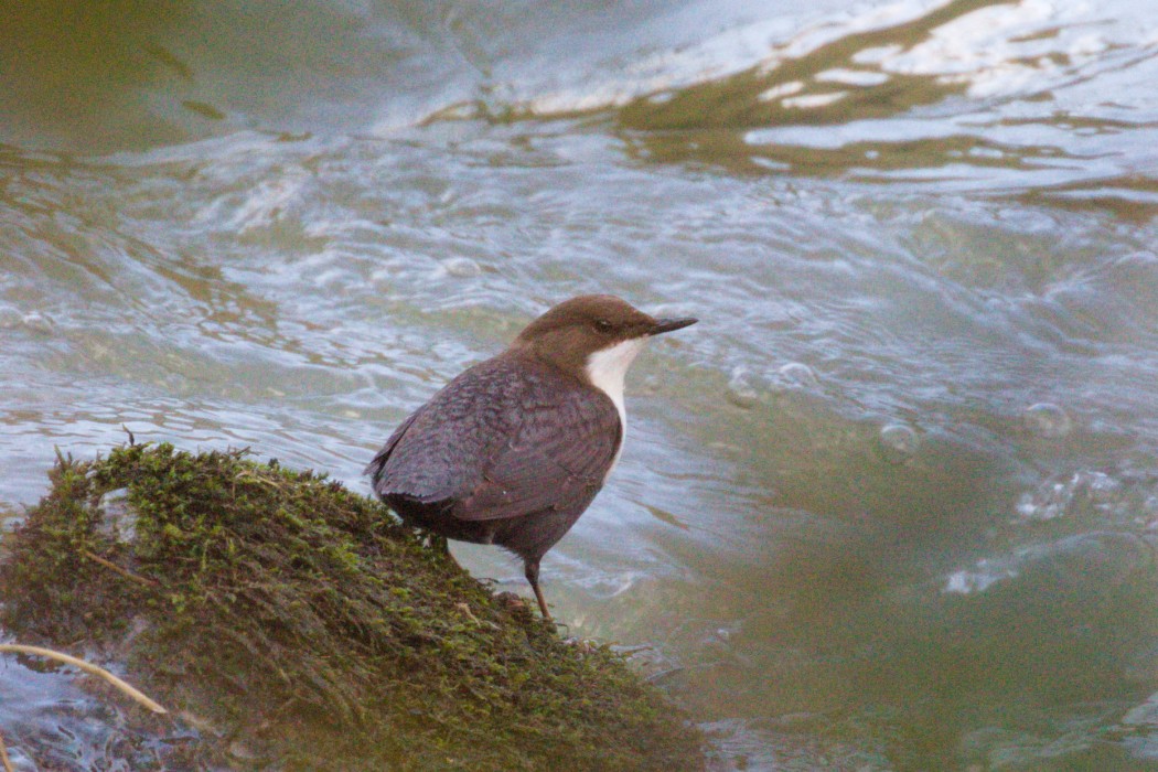 White-throated Dipper
