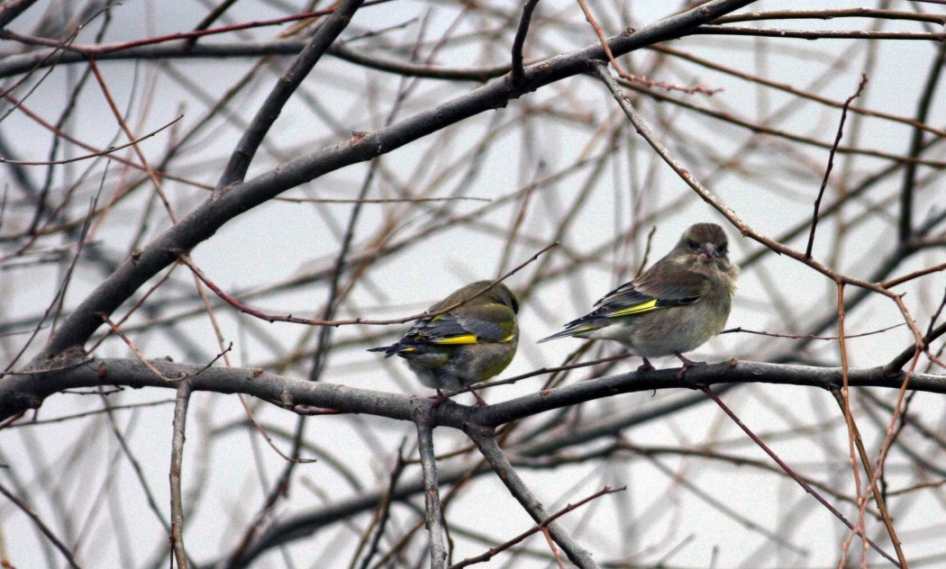 European Greenfinch