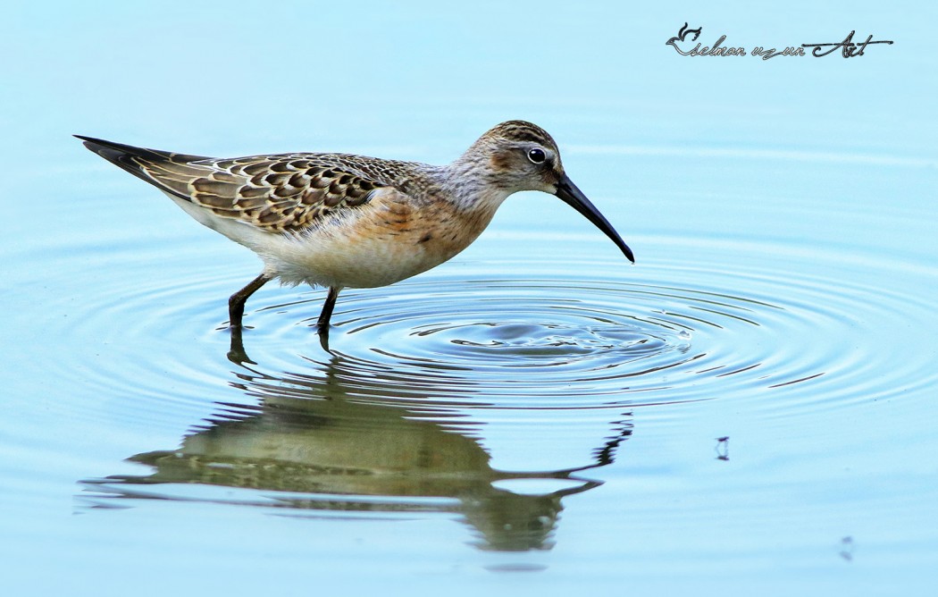 Curlew Sandpiper