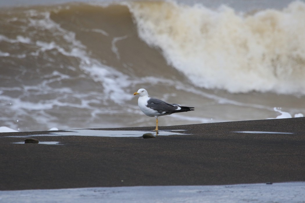 Lesser Black-backed Gull