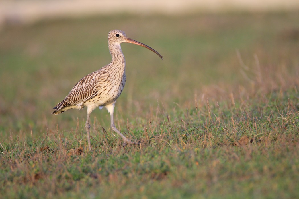 Eurasian Curlew