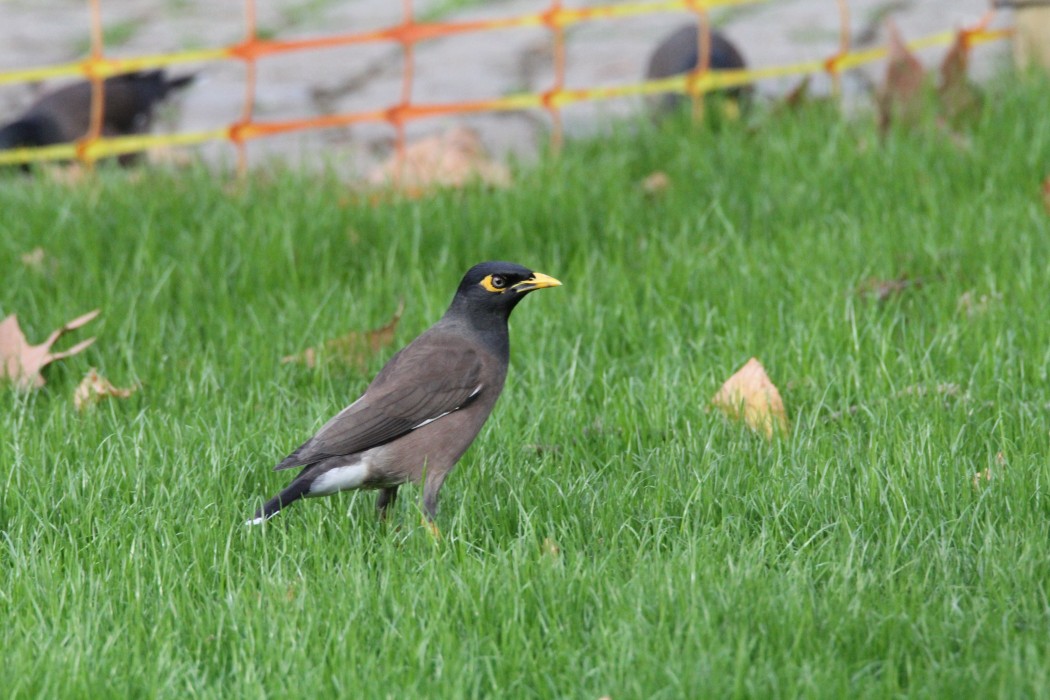 Common Myna