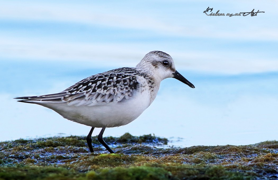 Sanderling