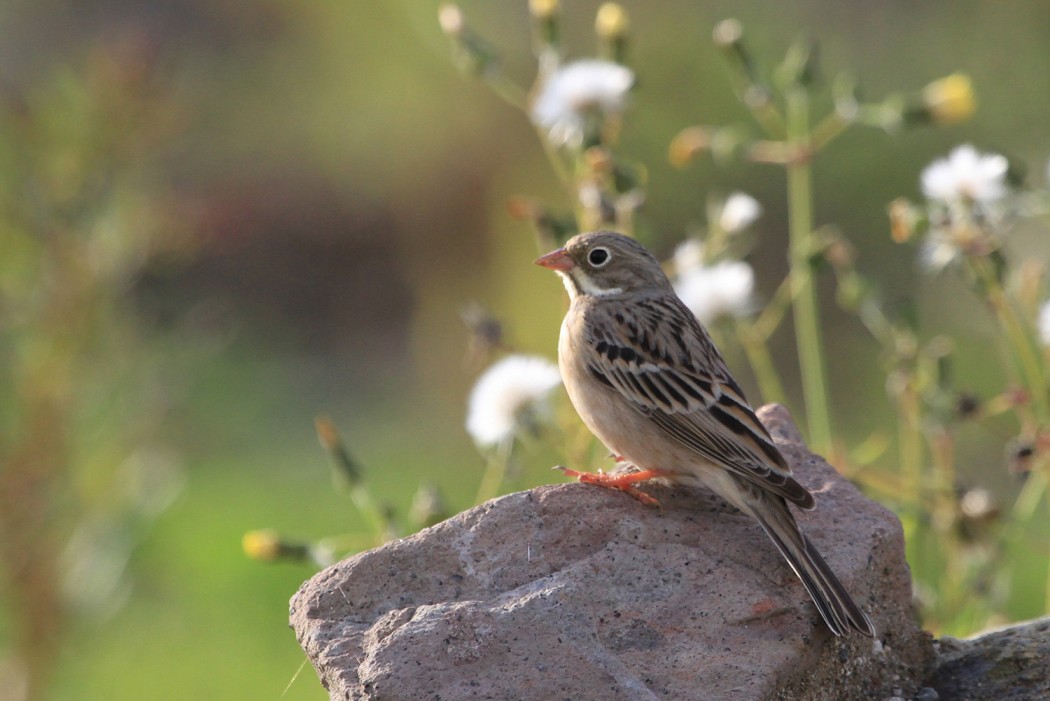 Ortolan Bunting