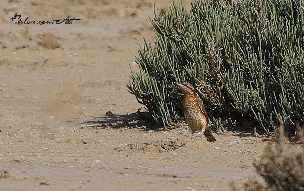 Eurasian Wryneck
