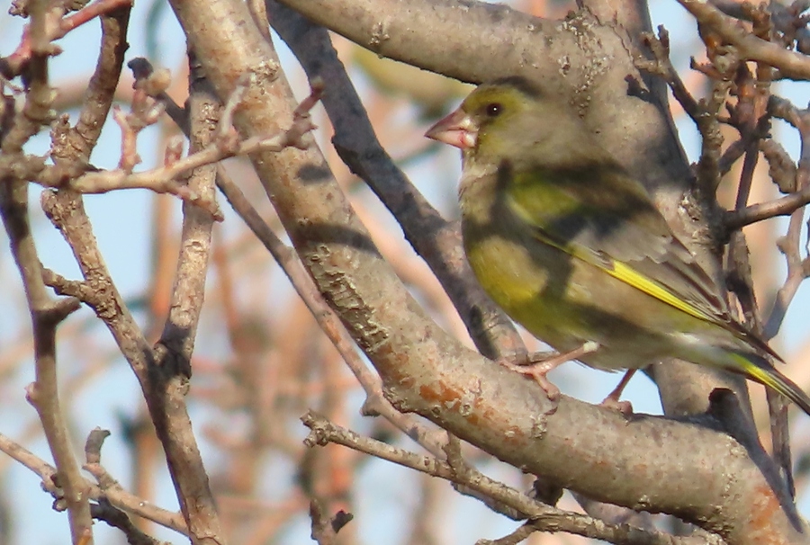 European Greenfinch