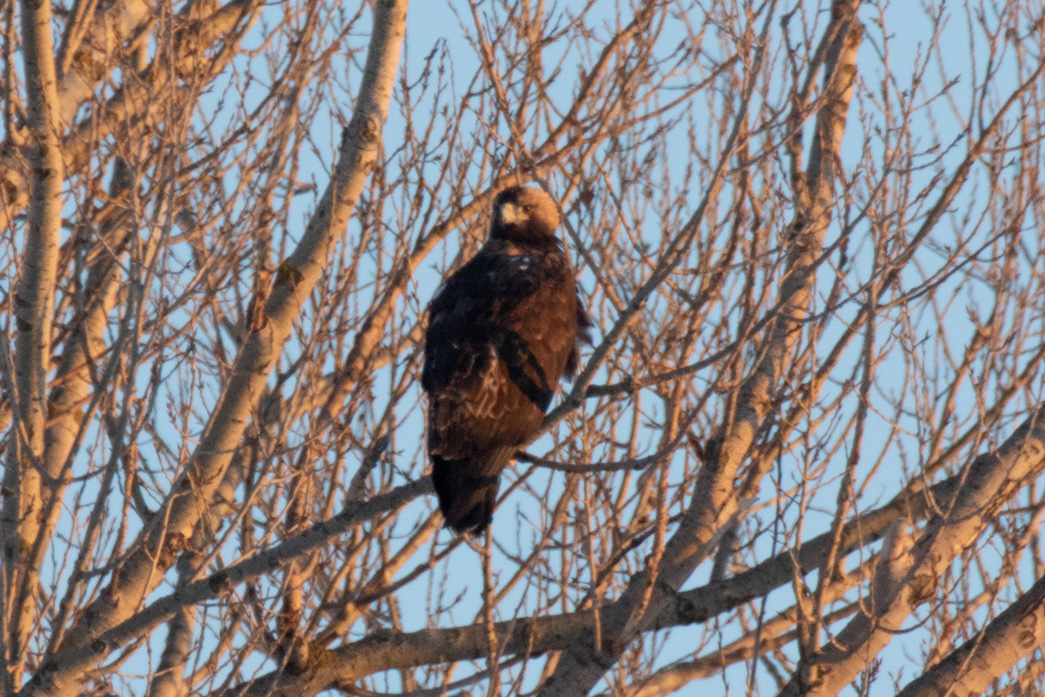 Eastern Imperial Eagle