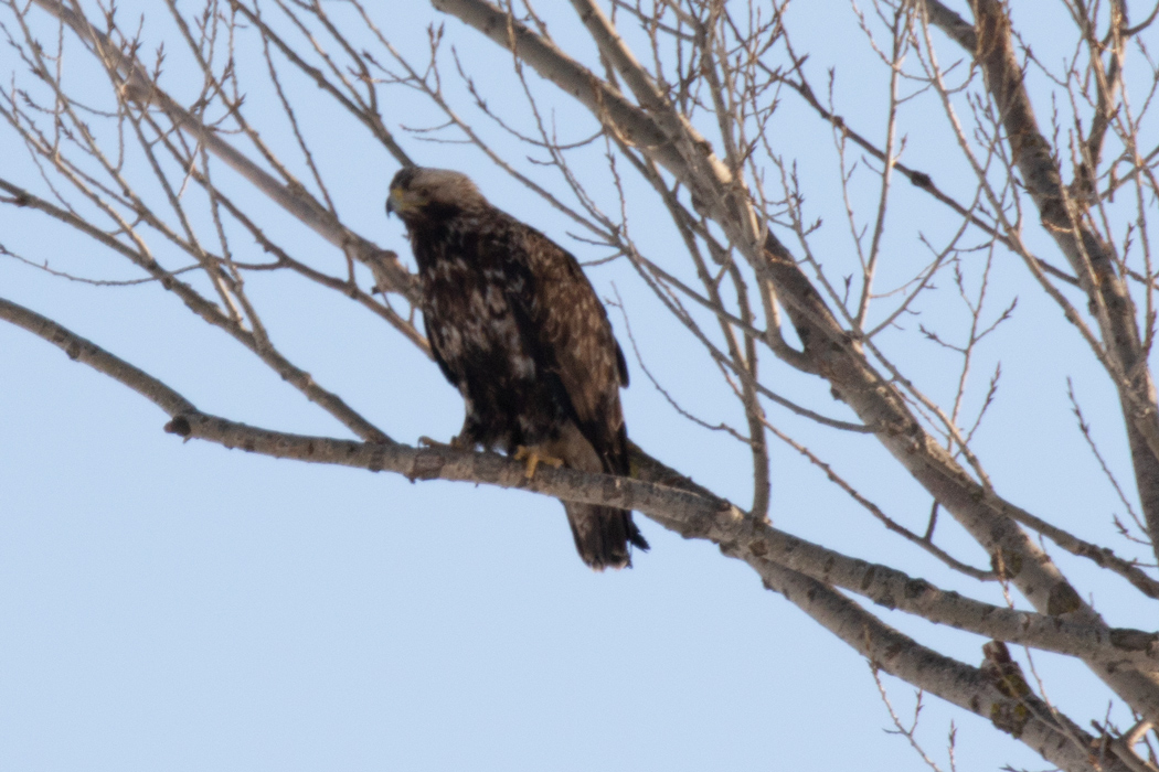 Eastern Imperial Eagle