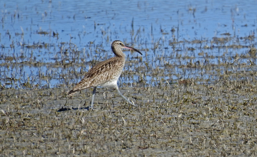 Eurasian Whimbrel