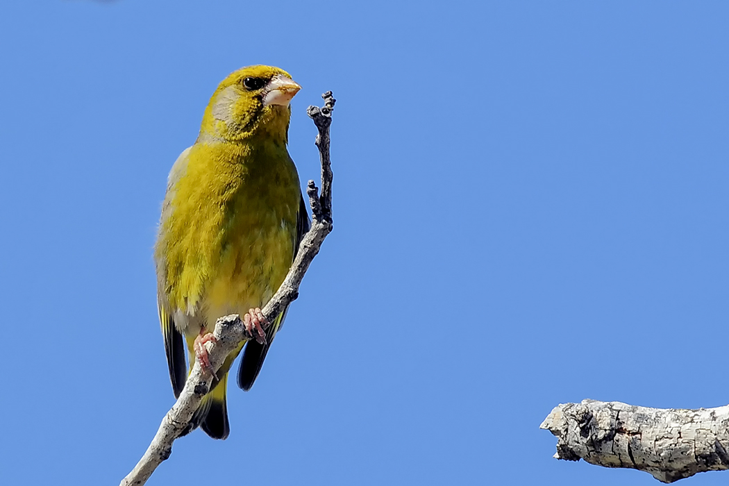 European Greenfinch