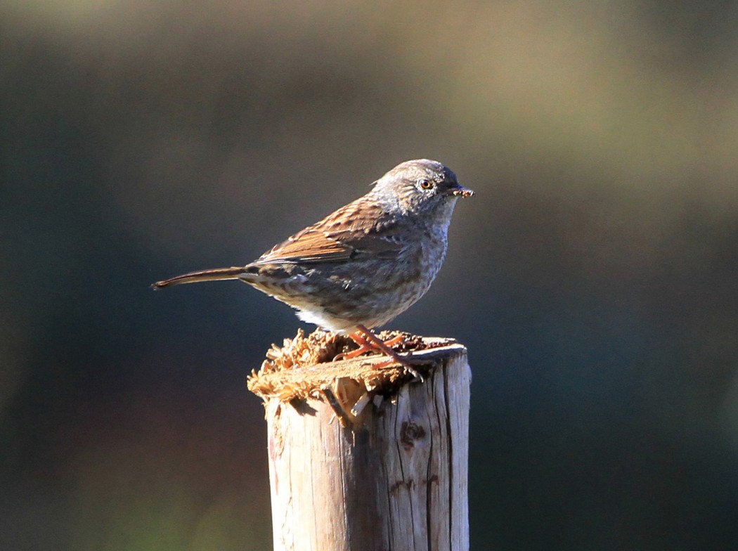 Dunnock