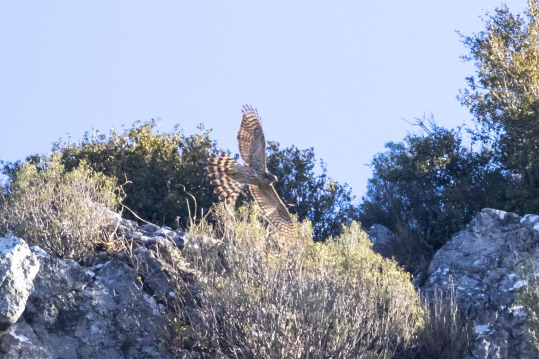 Northern Goshawk