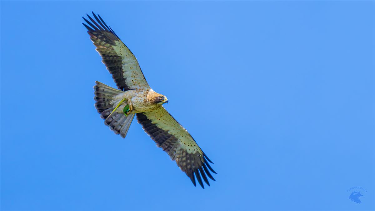 Küçük Kartal