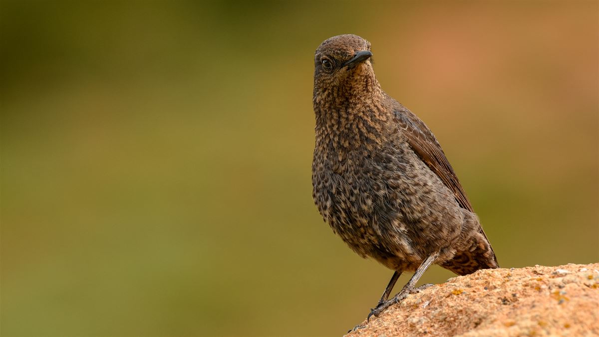 Gökardıç