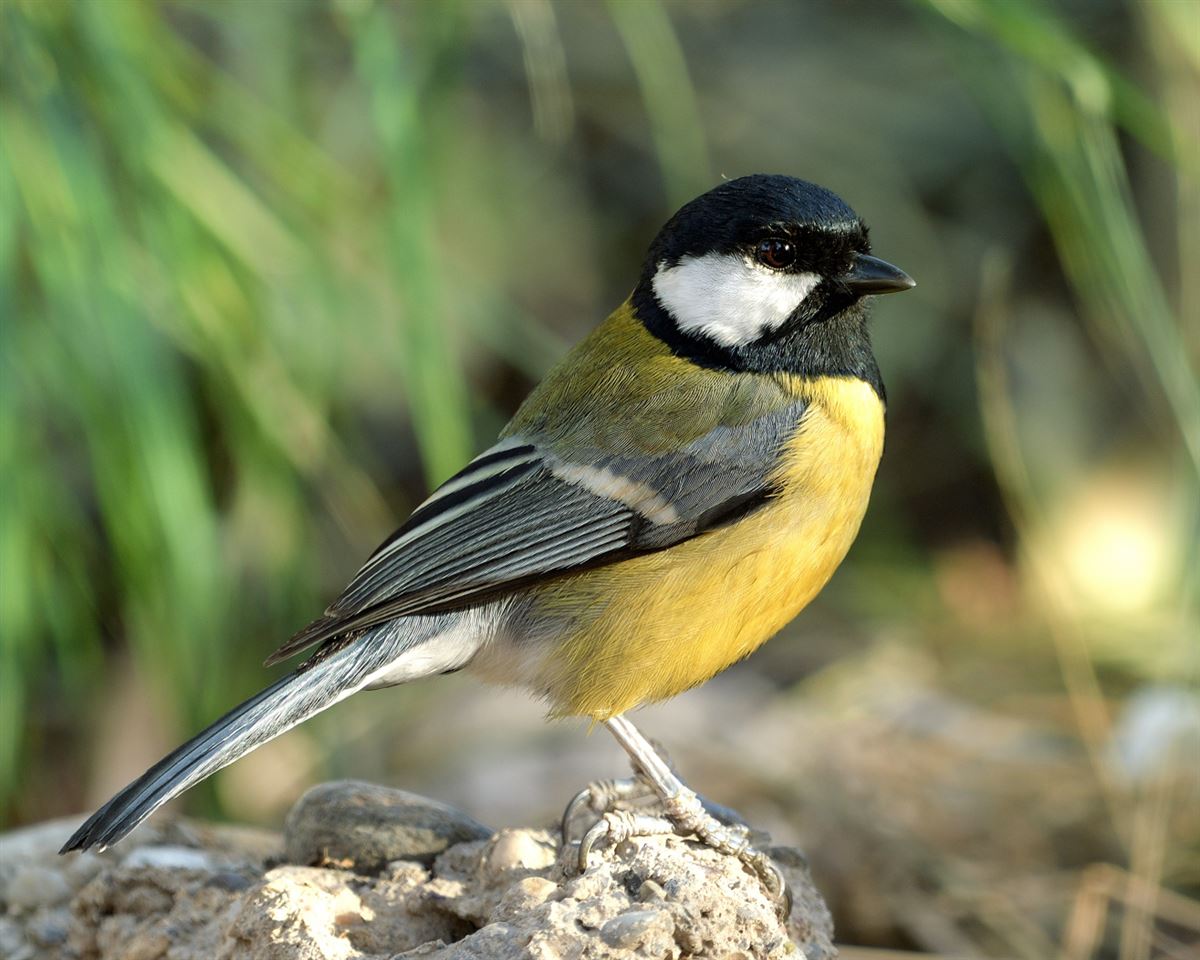 Great Tit