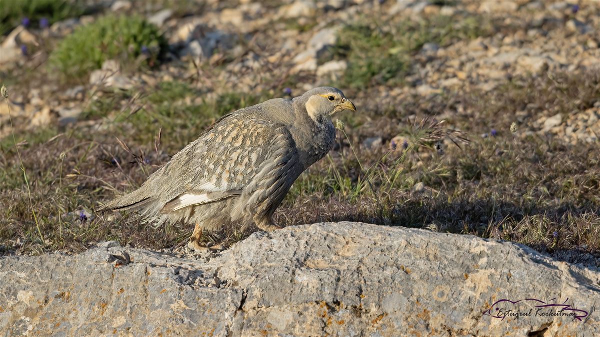 Caspian Snowcock