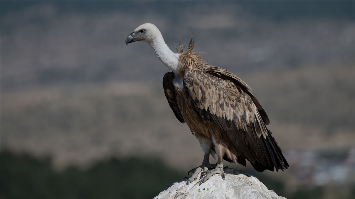Kızıl Akbaba
