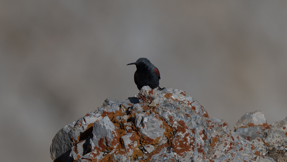Duvar Tırmaşıkkuşu