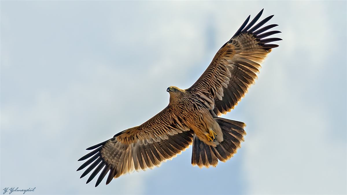 Şah Kartal