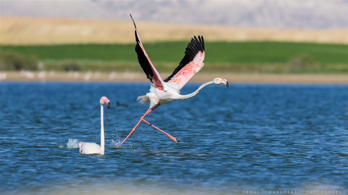 Flamingo