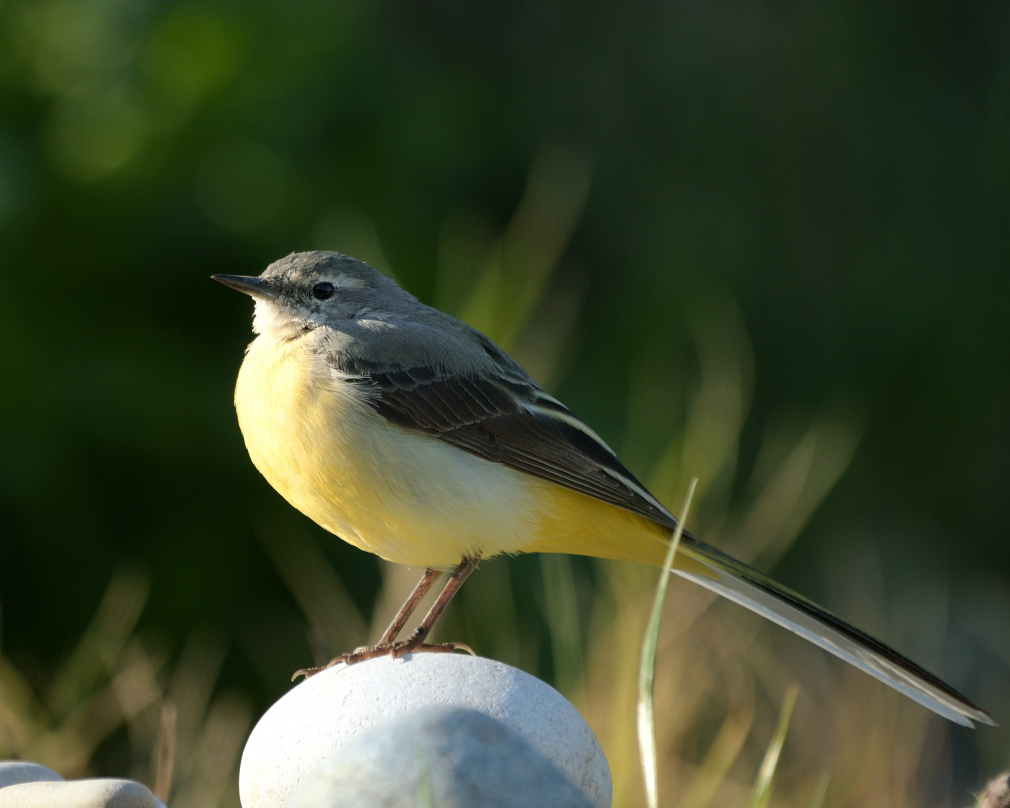 Dağ Kuyruksallayanı