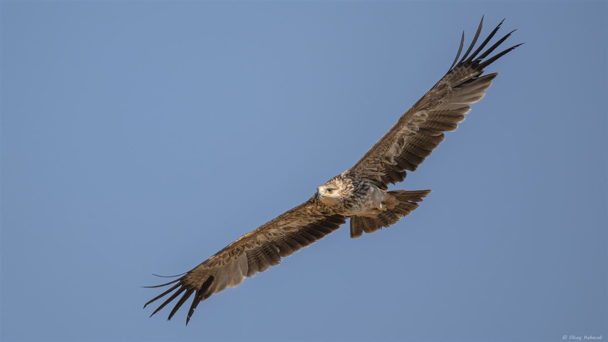 Şah Kartal