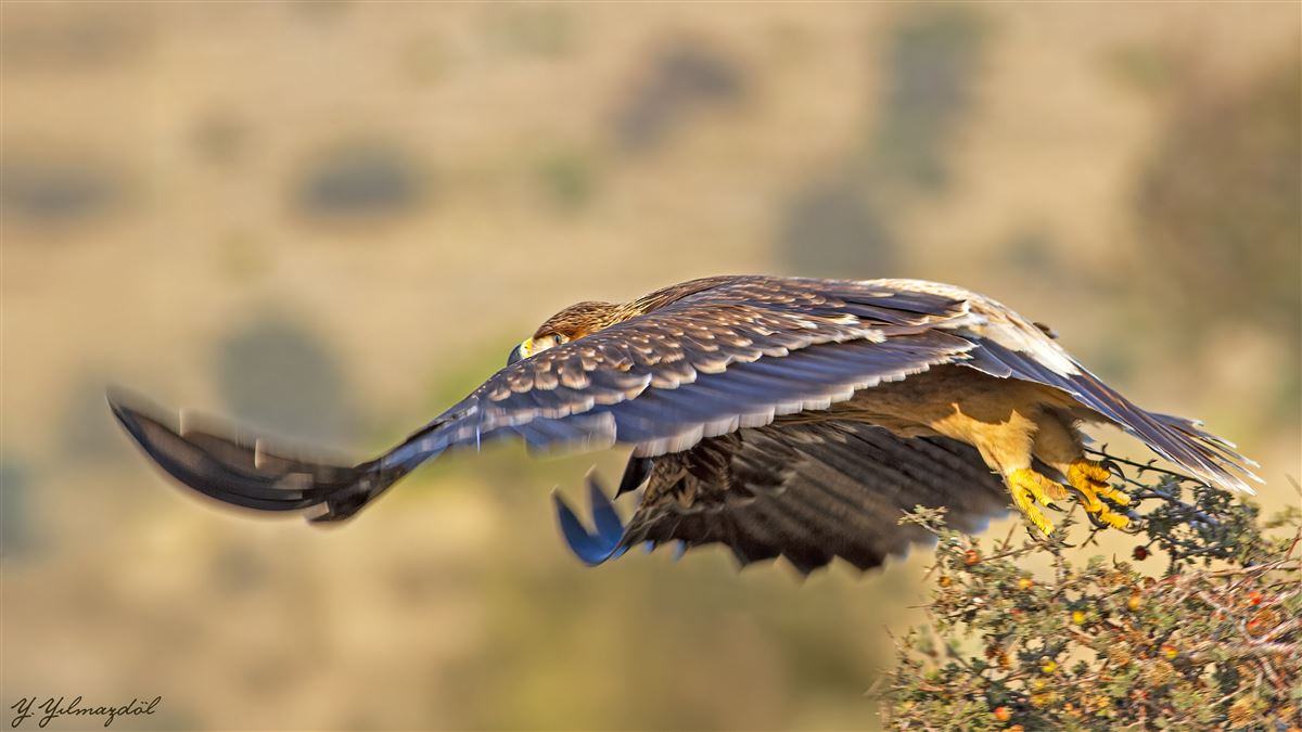 Şah Kartal