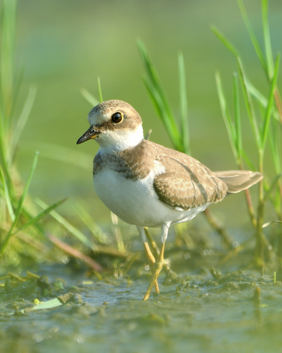 Little Ringed Plover
