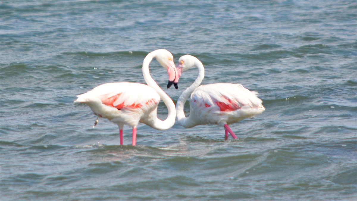 Flamingo