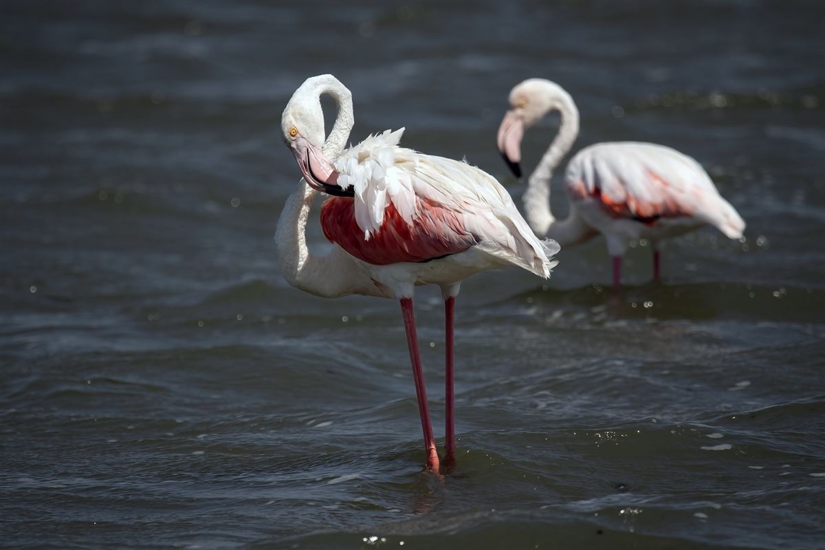 Flamingo
