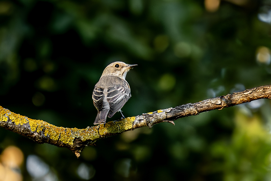 Benekli Sinekkapan