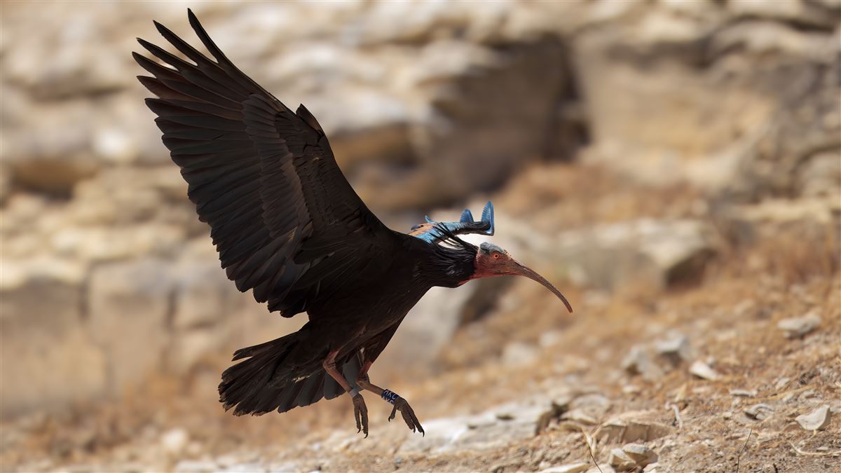 Kelaynak