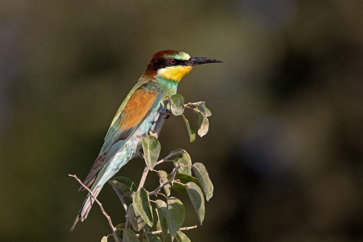 Arıkuşu