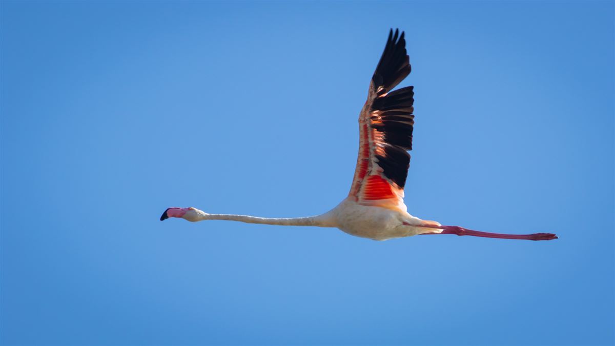 Flamingo