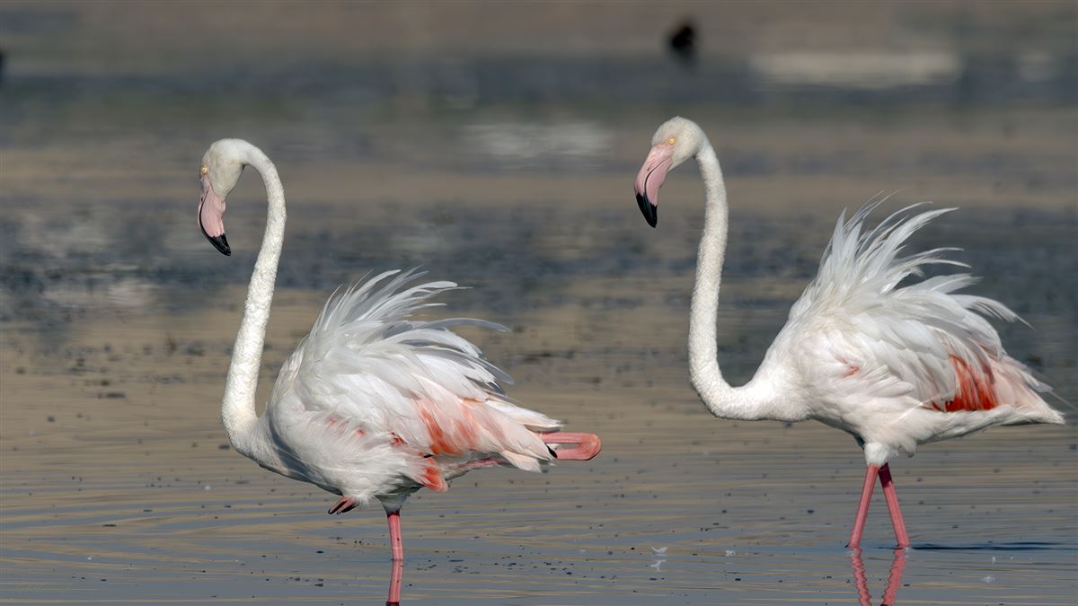 Flamingo