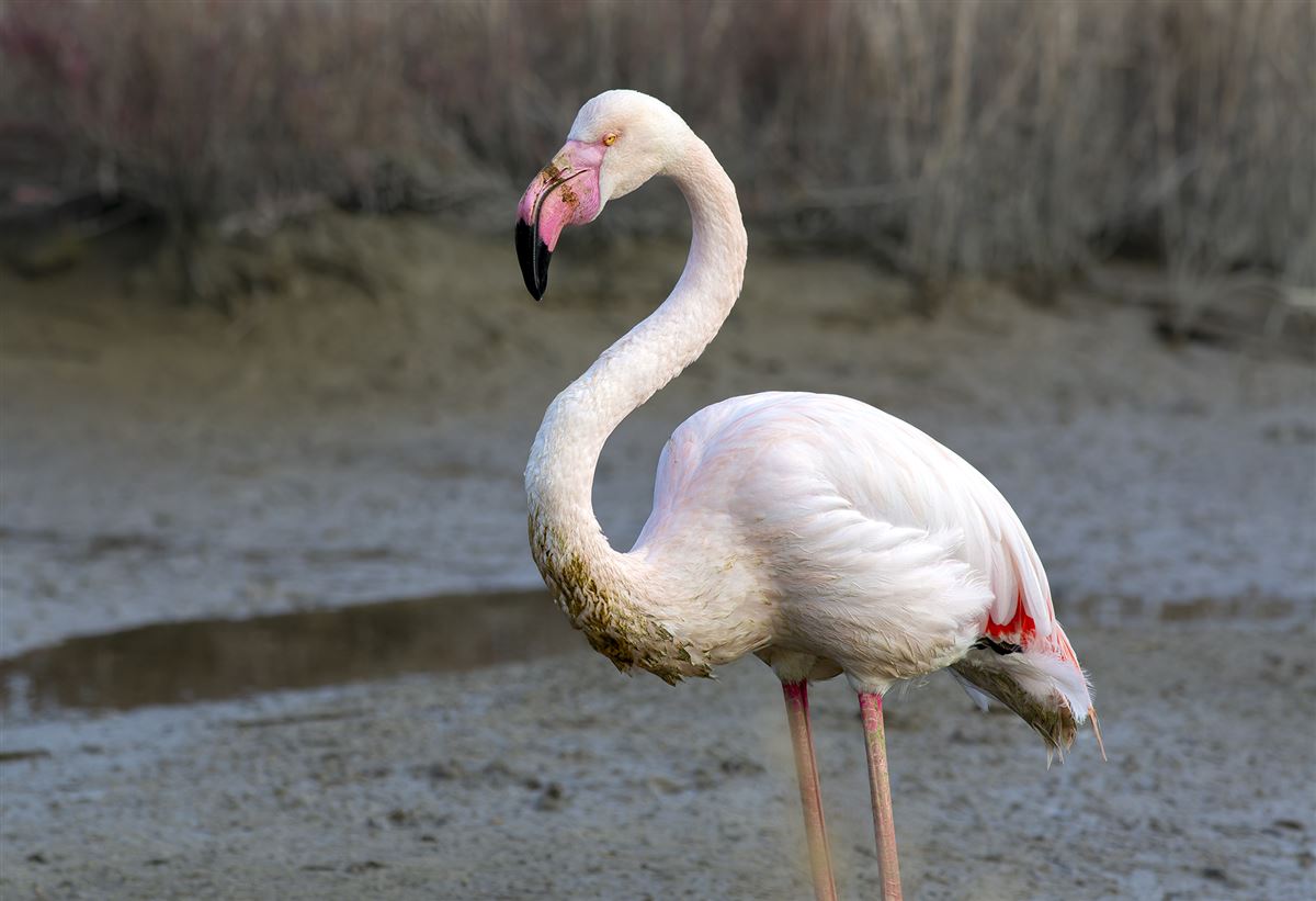 Flamingo