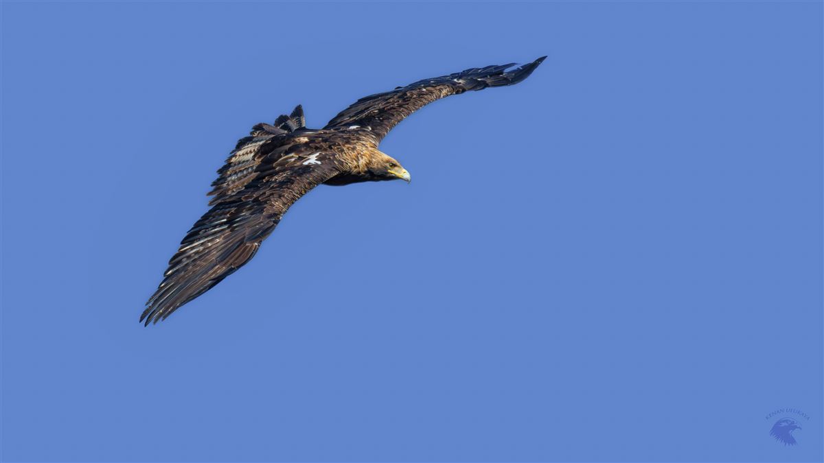 Şah Kartal