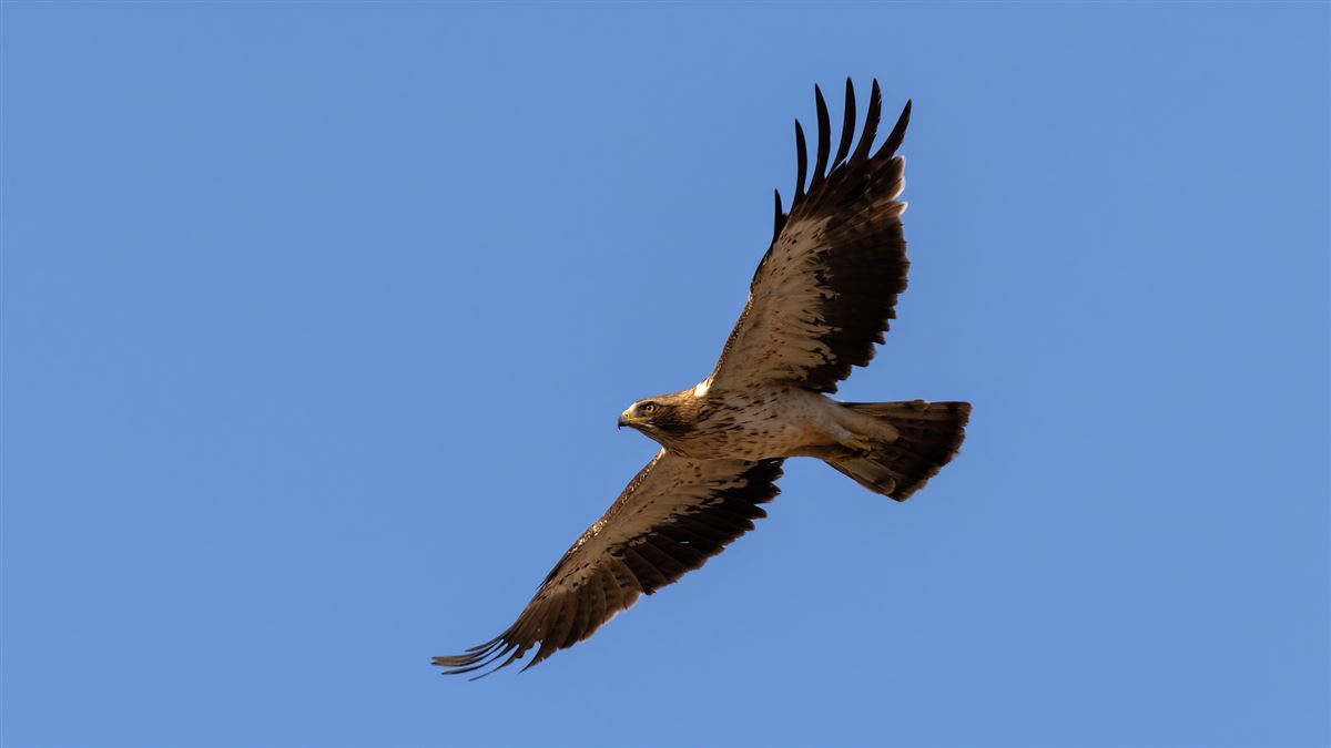 Küçük Kartal
