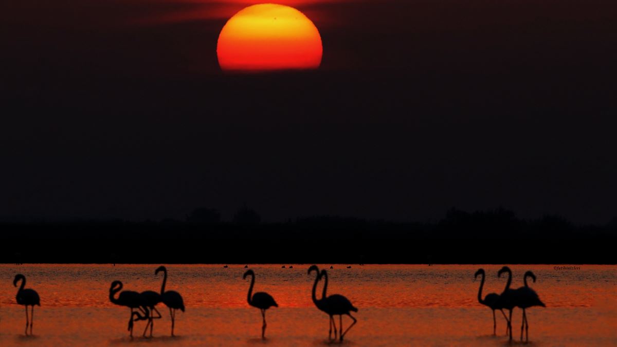 Flamingo