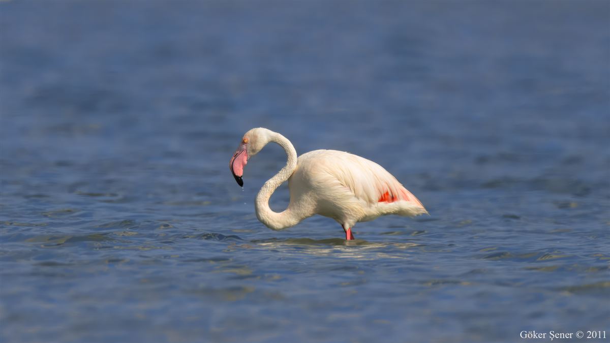 Flamingo