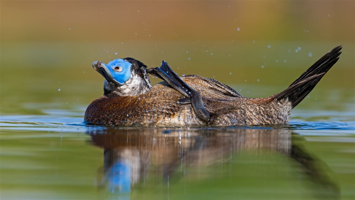 Dikkuyruk