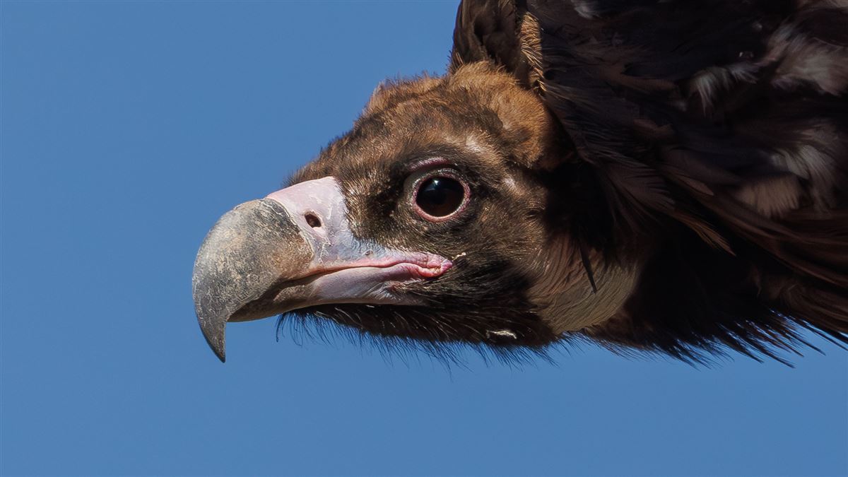 Cinereous Vulture