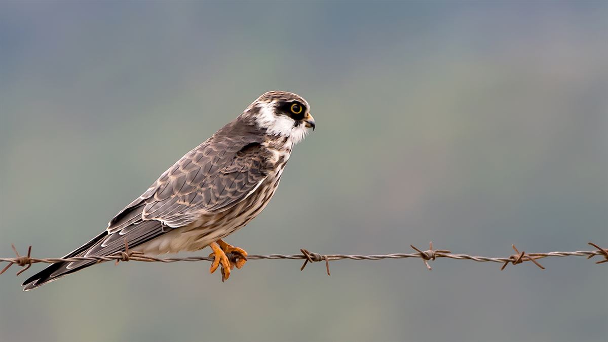 Ala Doğan