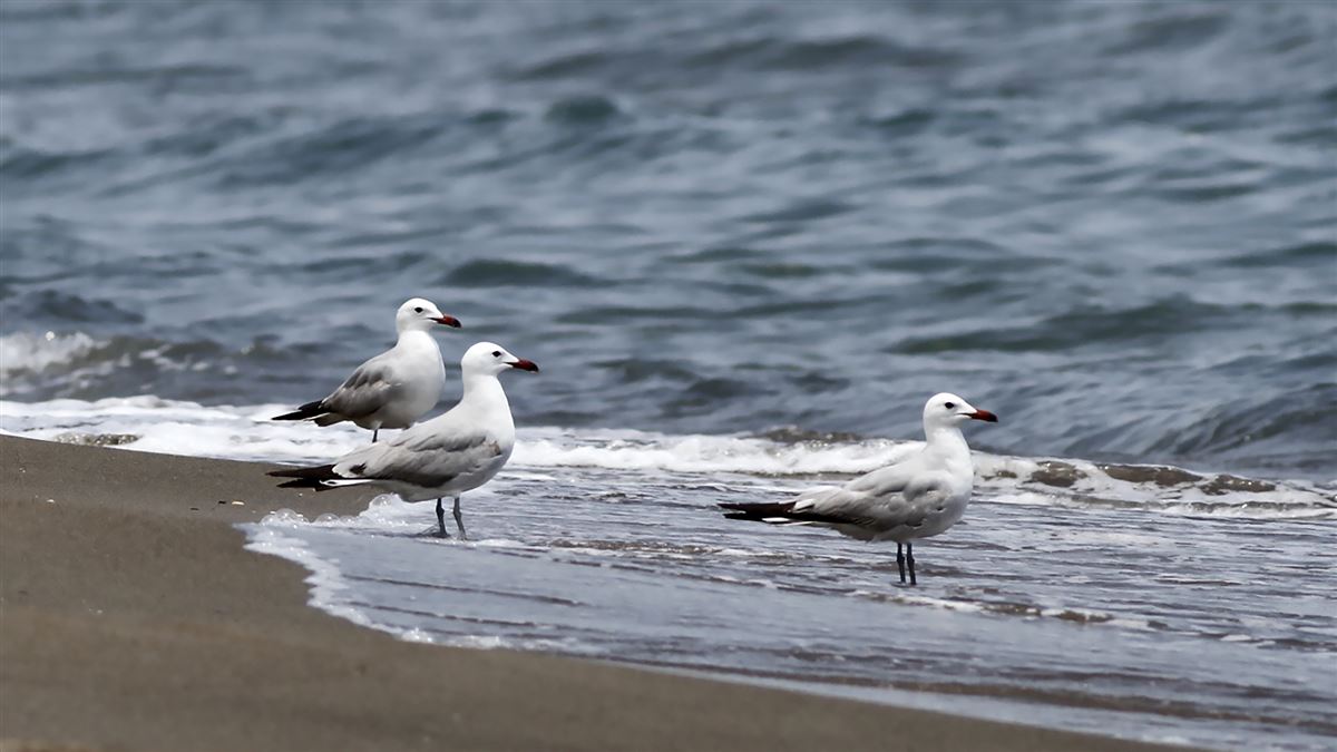 Audouin`s Gull