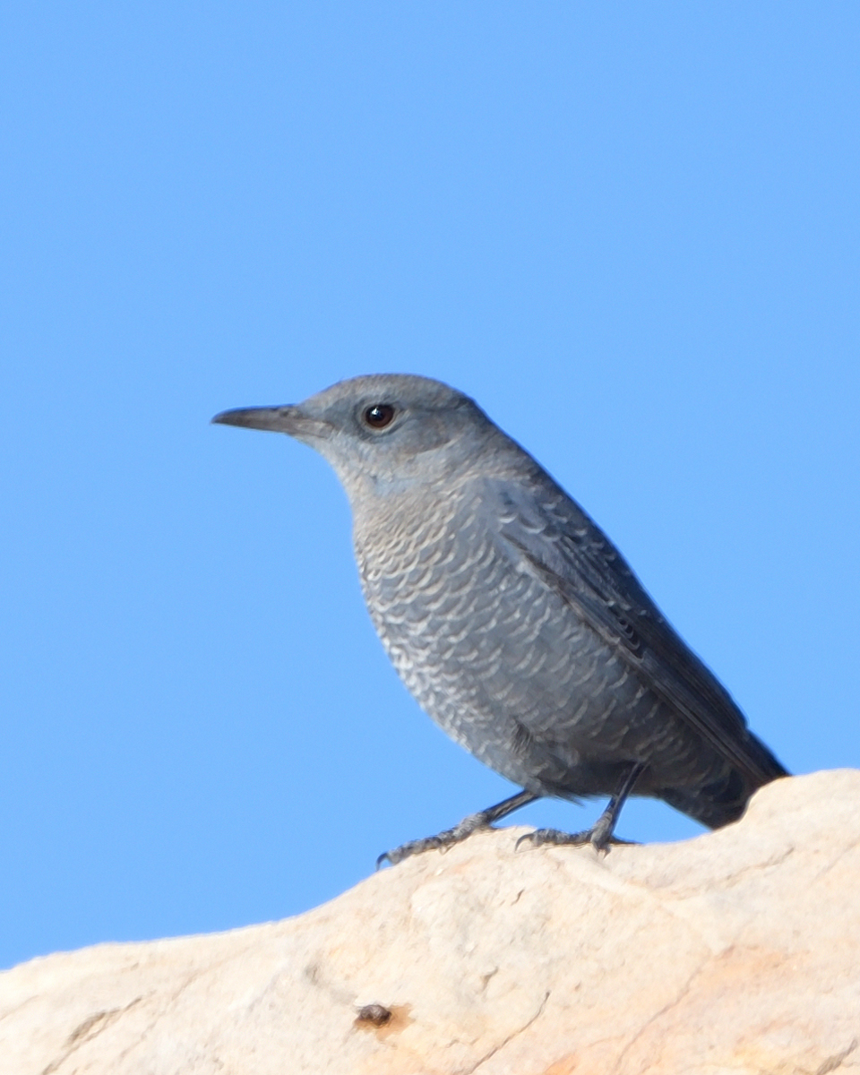 Gökardıç