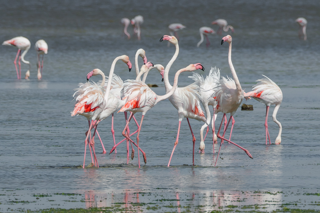 Flamingo