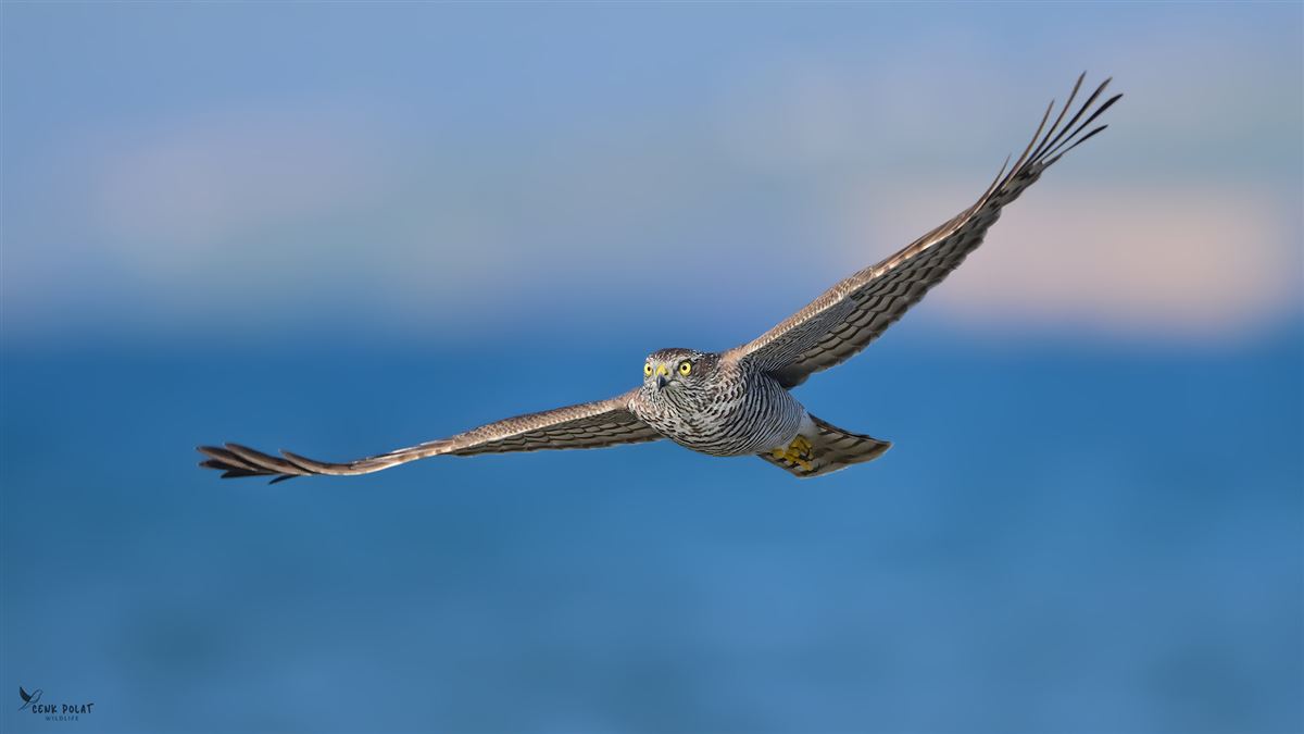 Atmaca