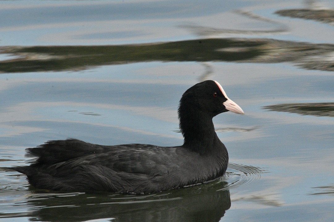 Sakarmeke