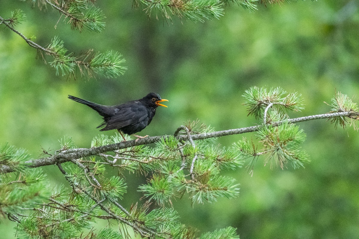 Karatavuk