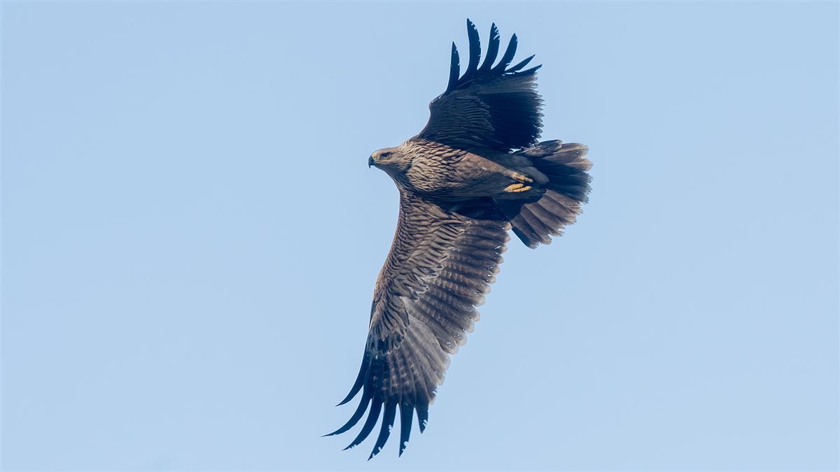 Şah Kartal